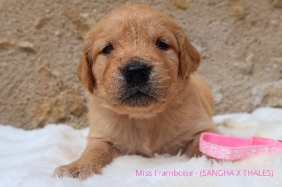Miss Framboise 