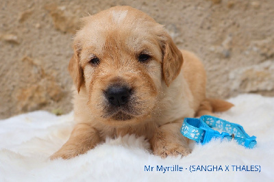 MR Myrtille 