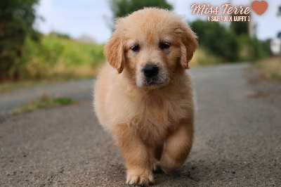 Miss Terre 