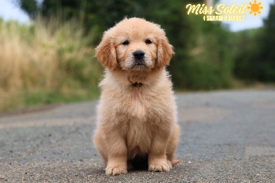 Miss Soleil