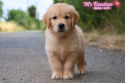 Mr Bonbon