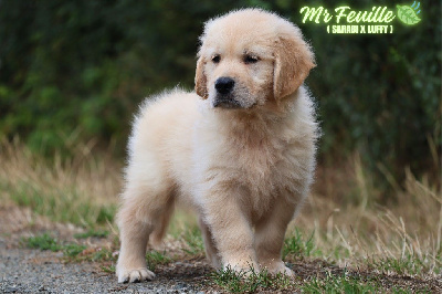 Mr Feuille 