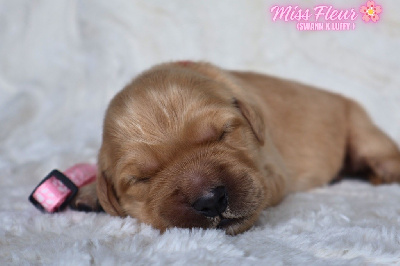 Miss Fleur 