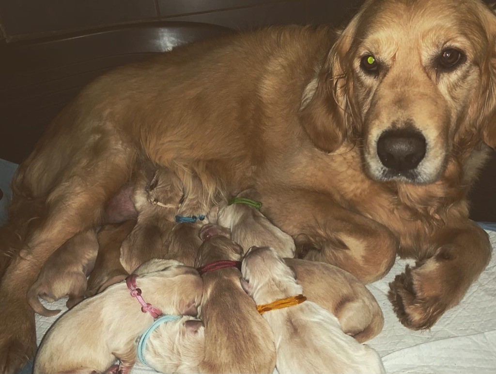 Chiot Golden Retriever De La Vallée Des Golden D'Or