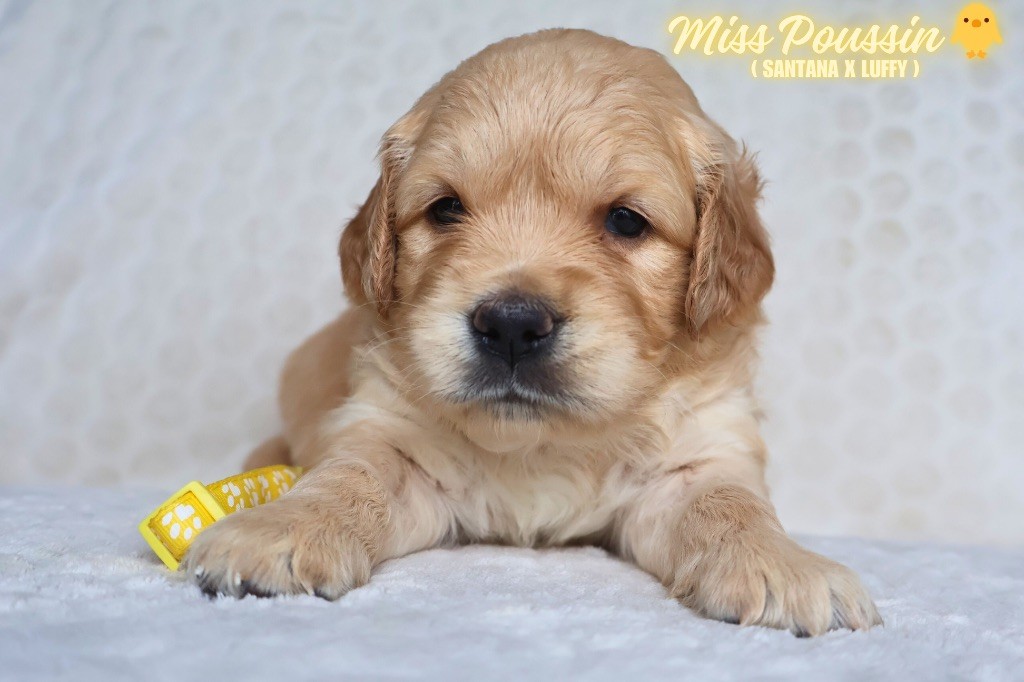 De La Vallée Des Golden D'Or - Chiots disponibles - Golden Retriever