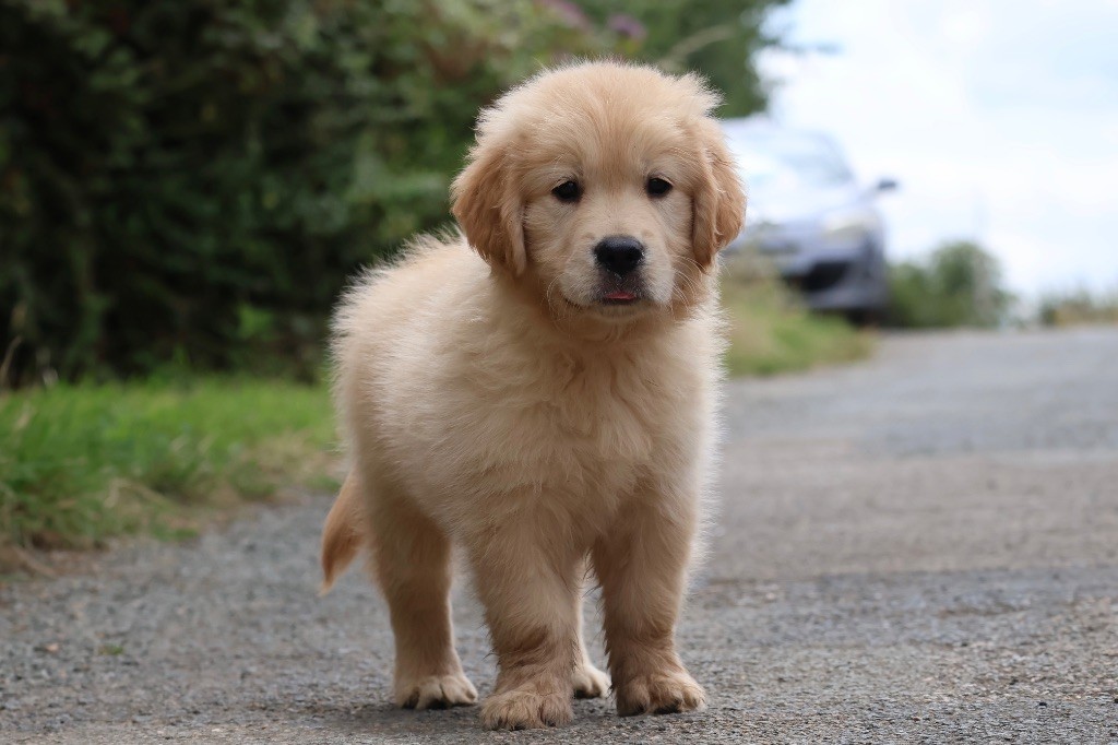 De La Vallée Des Golden D'Or - Chiots disponibles - Golden Retriever