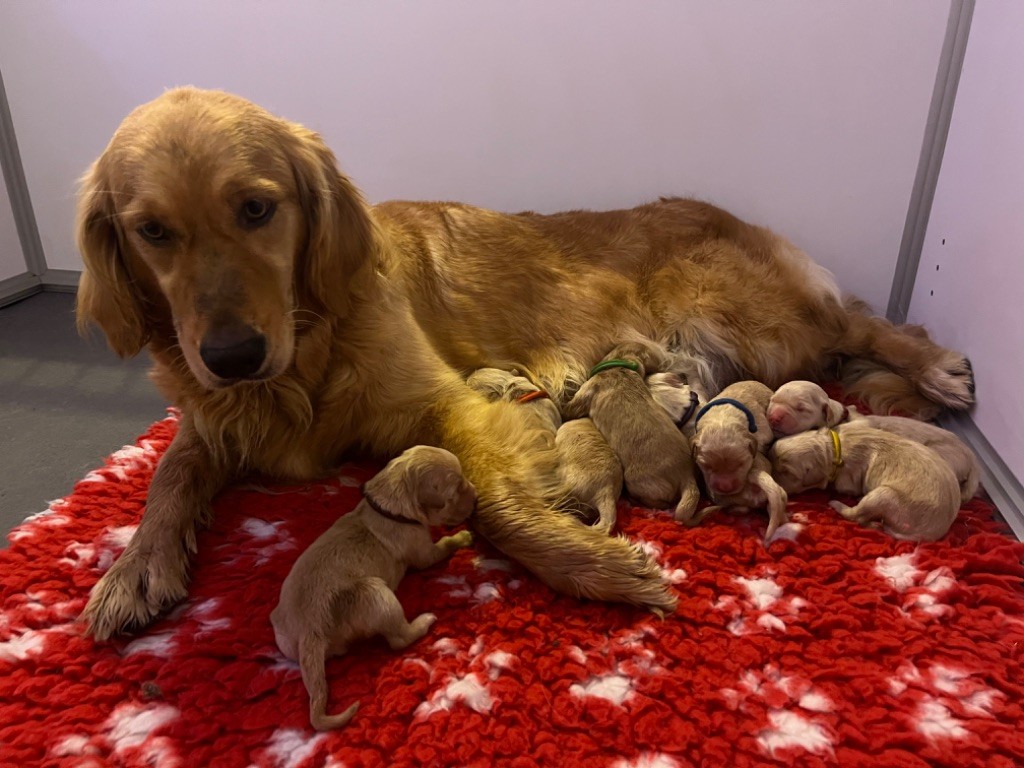 Chiot Golden Retriever De La Vallée Des Golden D'Or