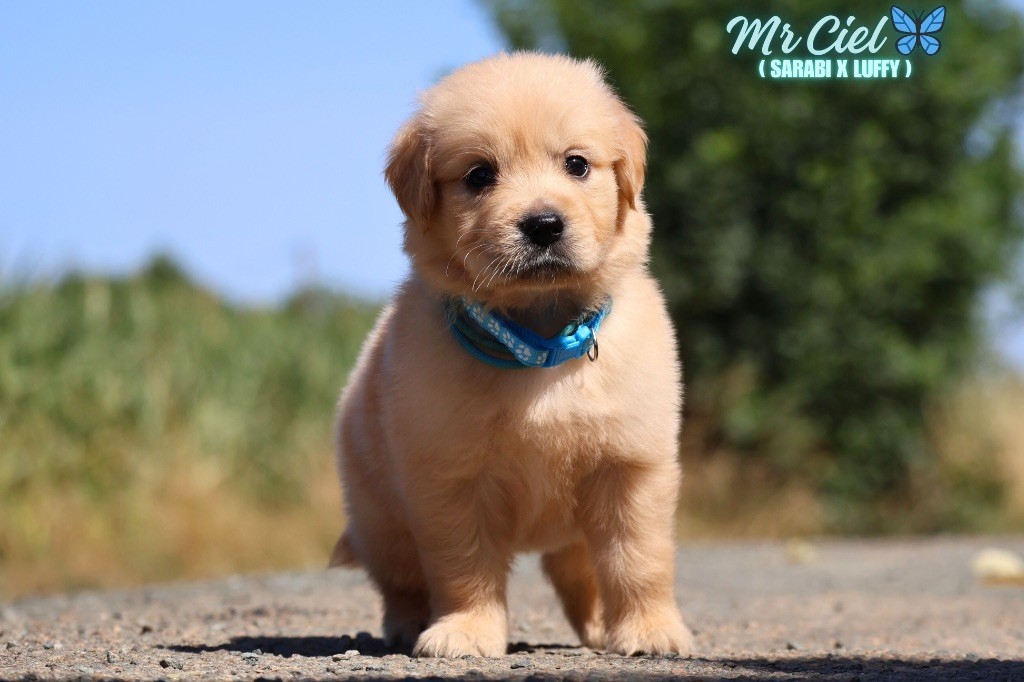 De La Vallée Des Golden D'Or - Chiots disponibles - Golden Retriever