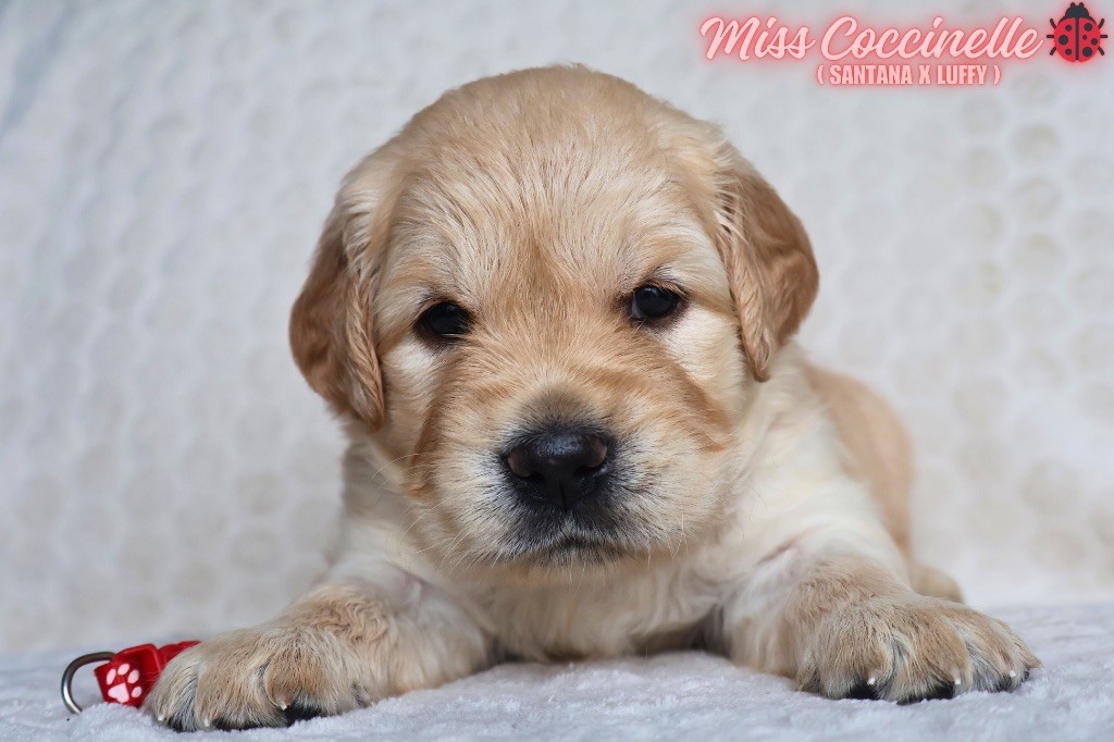 De La Vallée Des Golden D'Or - Chiots disponibles - Golden Retriever