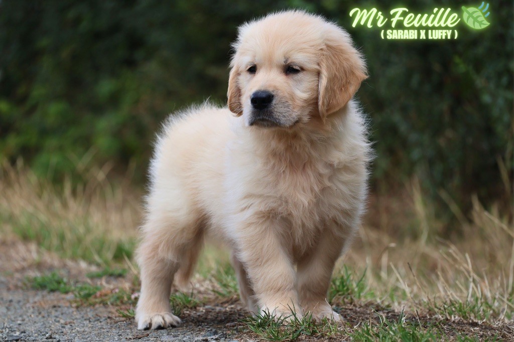 De La Vallée Des Golden D'Or - Chiots disponibles - Golden Retriever