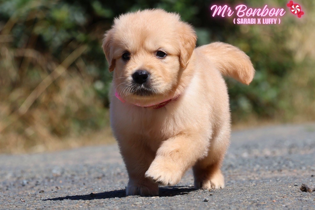 De La Vallée Des Golden D'Or - Chiots disponibles - Golden Retriever
