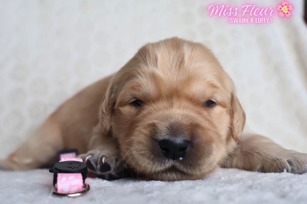 De La Vallée Des Golden D'Or - Chiots disponibles - Golden Retriever