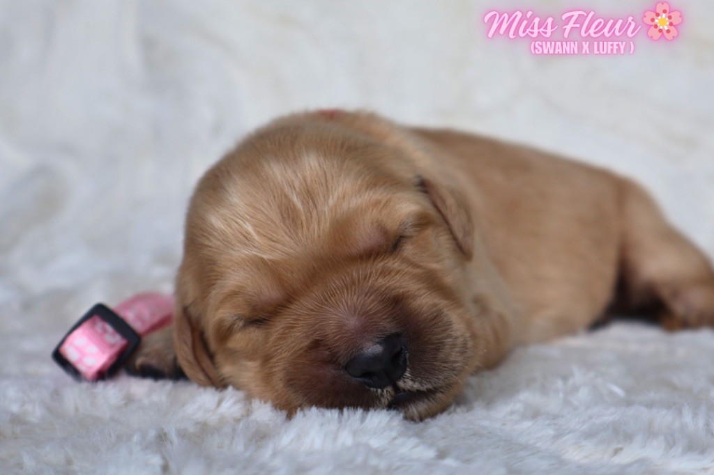 De La Vallée Des Golden D'Or - Chiots disponibles - Golden Retriever