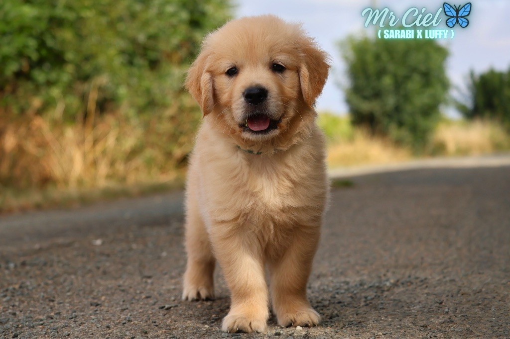 De La Vallée Des Golden D'Or - Chiots disponibles - Golden Retriever