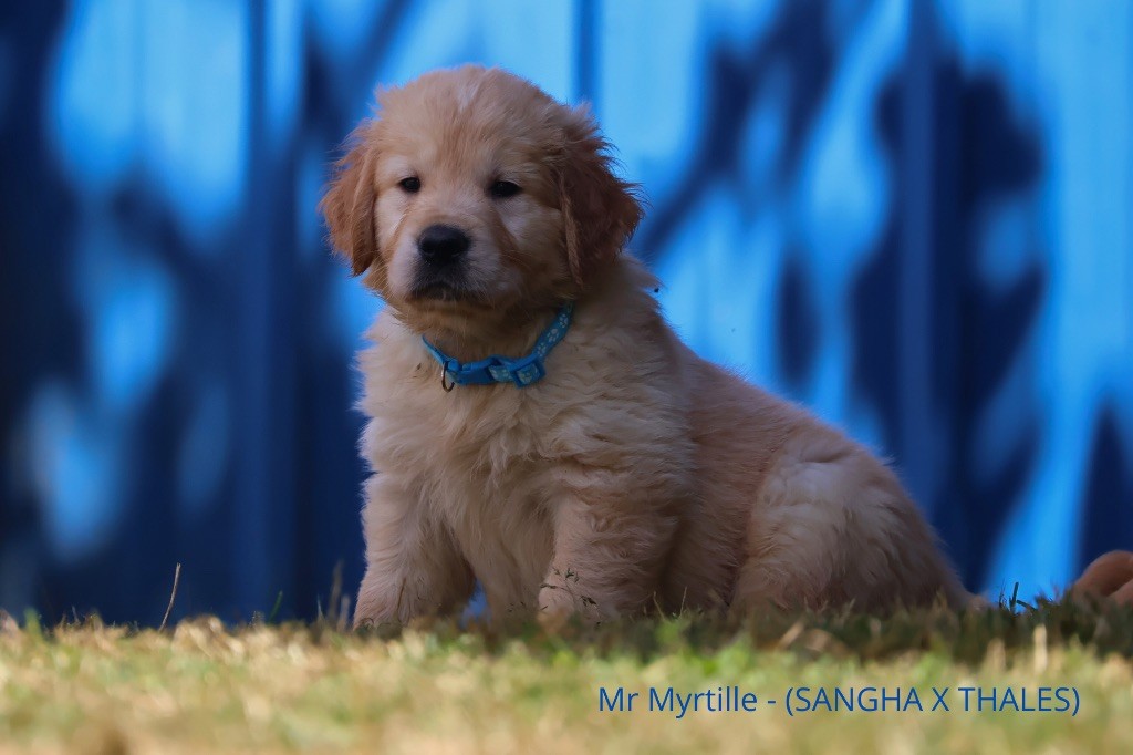 De La Vallée Des Golden D'Or - Chiots disponibles - Golden Retriever