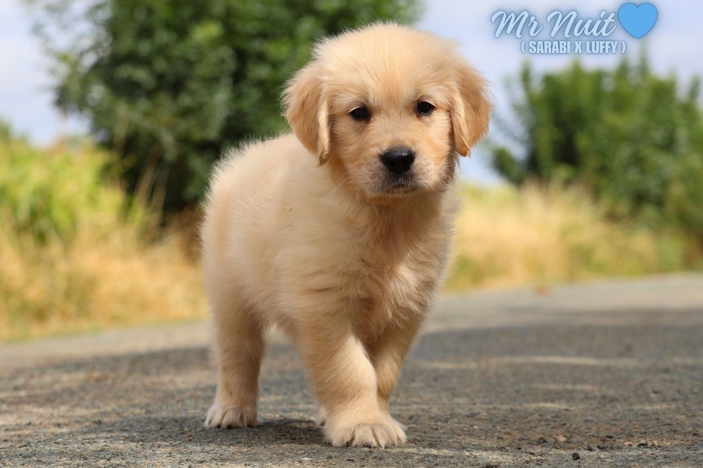 De La Vallée Des Golden D'Or - Chiots disponibles - Golden Retriever