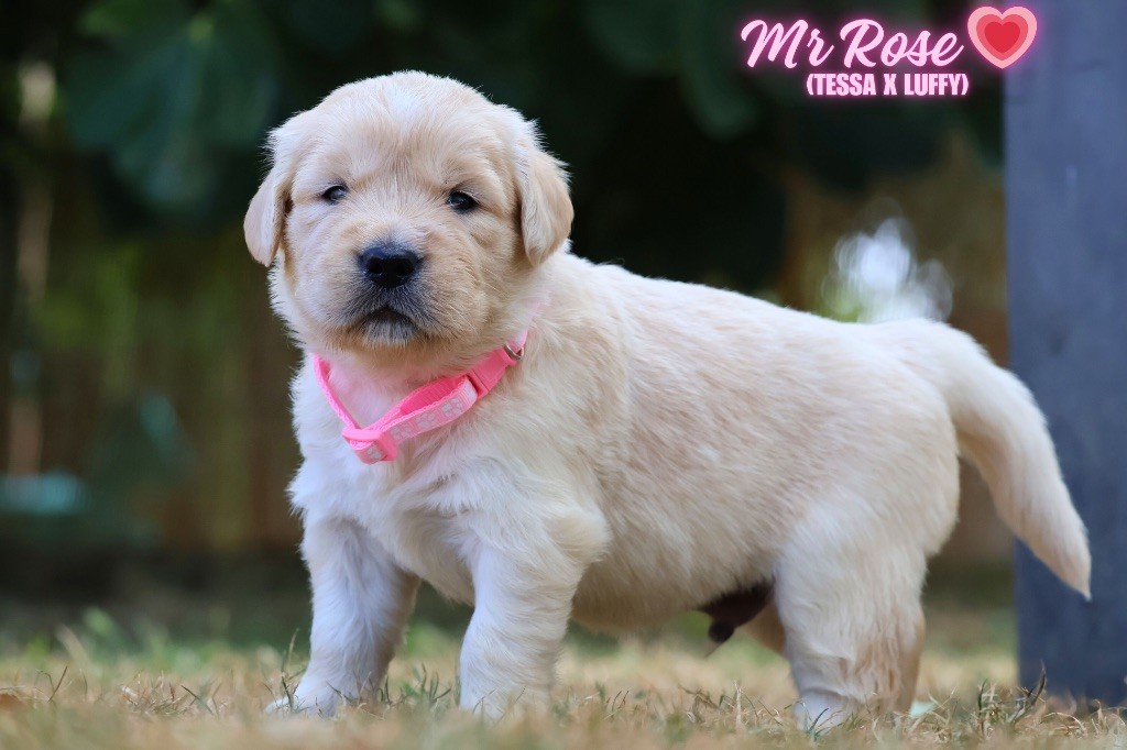 De La Vallée Des Golden D'Or - Chiots disponibles - Golden Retriever