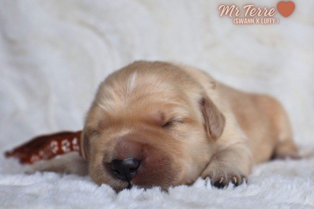 De La Vallée Des Golden D'Or - Chiots disponibles - Golden Retriever