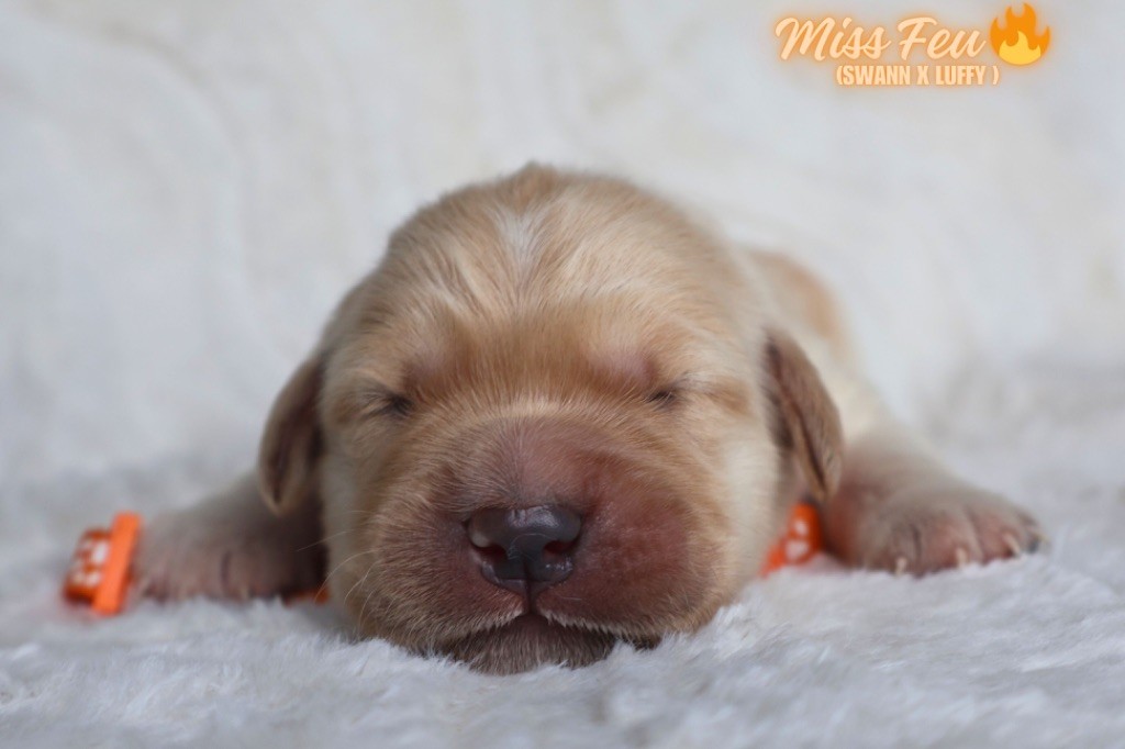De La Vallée Des Golden D'Or - Chiots disponibles - Golden Retriever