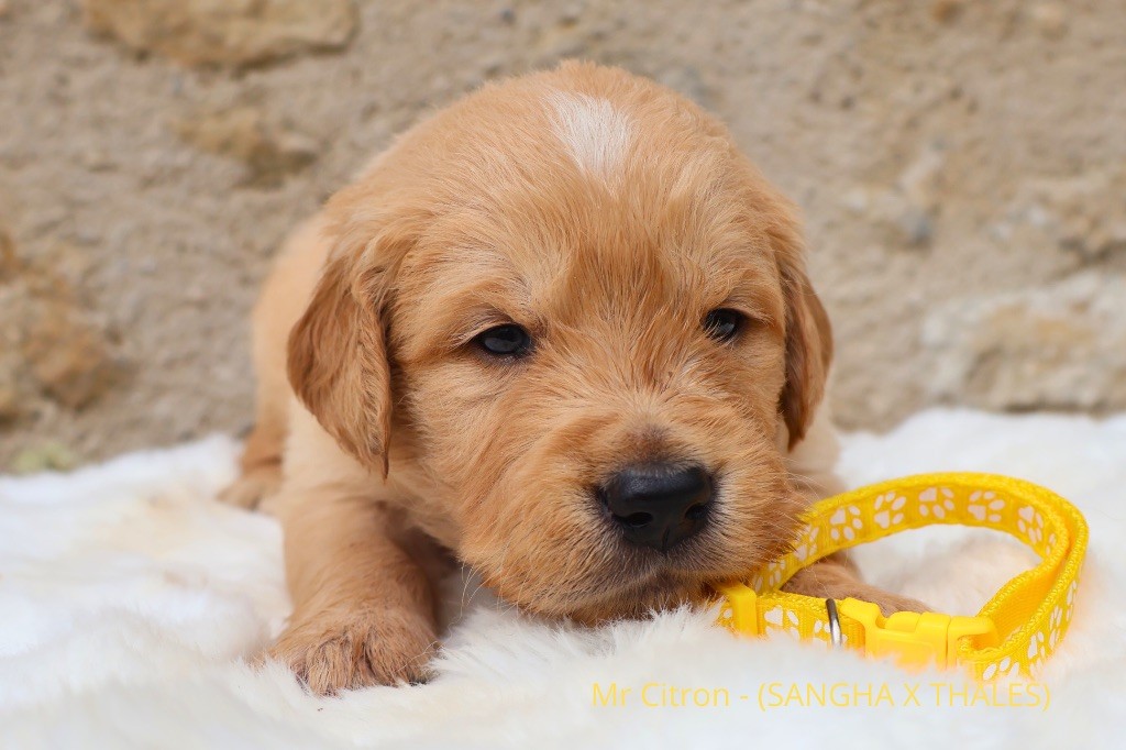 De La Vallée Des Golden D'Or - Chiots disponibles - Golden Retriever