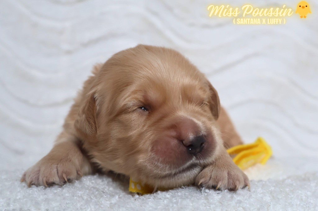 De La Vallée Des Golden D'Or - Chiots disponibles - Golden Retriever