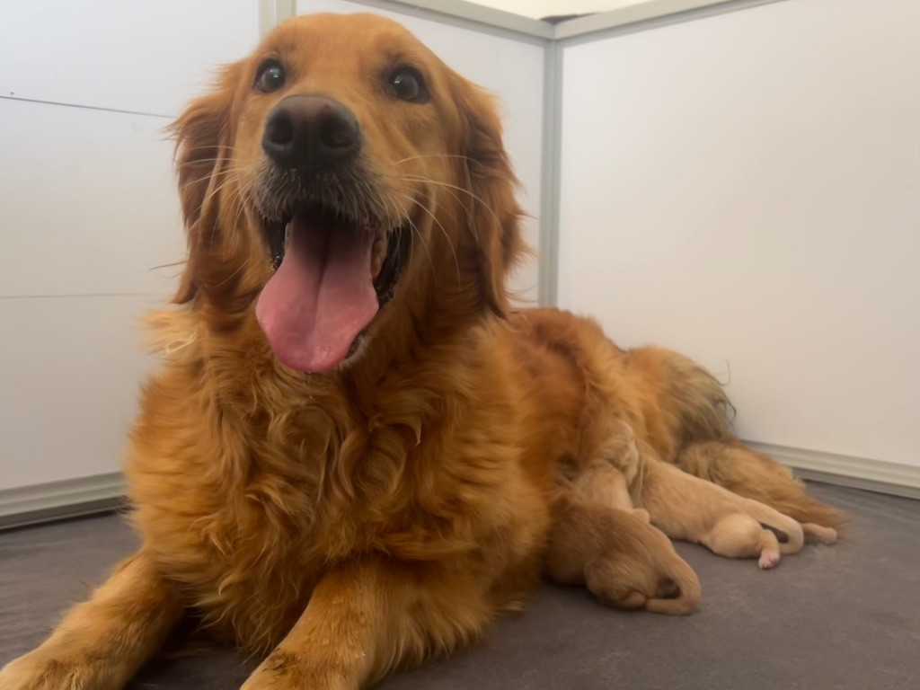Chiot Golden Retriever De La Vallée Des Golden D'Or