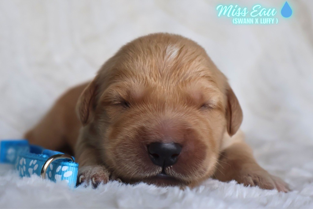 De La Vallée Des Golden D'Or - Chiots disponibles - Golden Retriever