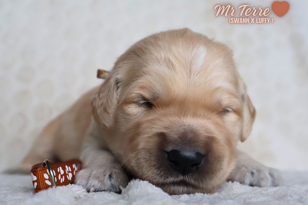 De La Vallée Des Golden D'Or - Chiots disponibles - Golden Retriever