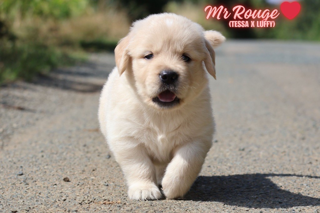 De La Vallée Des Golden D'Or - Chiots disponibles - Golden Retriever