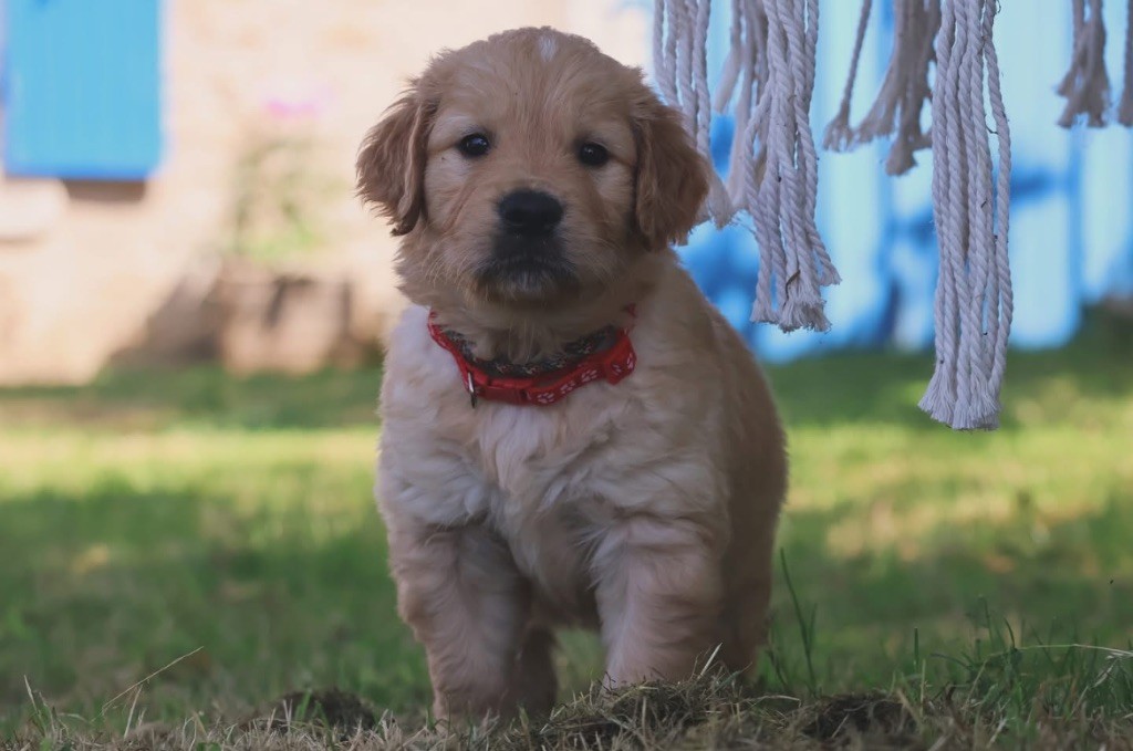 De La Vallée Des Golden D'Or - Chiots disponibles - Golden Retriever