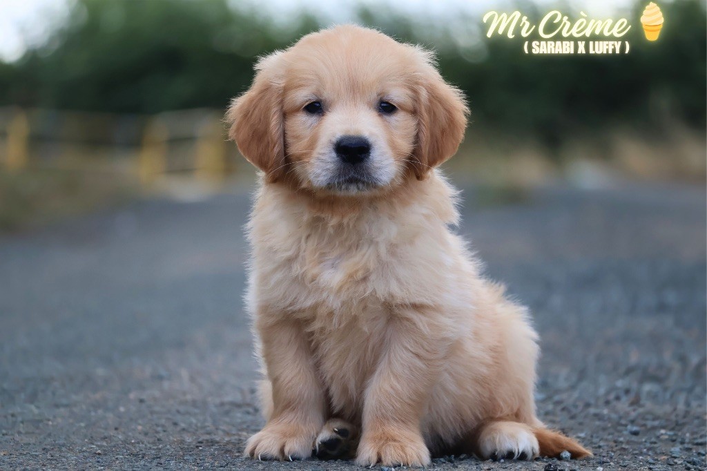 De La Vallée Des Golden D'Or - Chiots disponibles - Golden Retriever